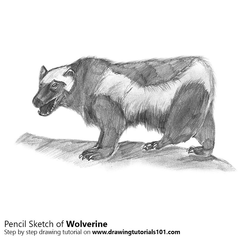 800x800 Wolverine Pencil Drawing - Wolverine Pencil Drawing
