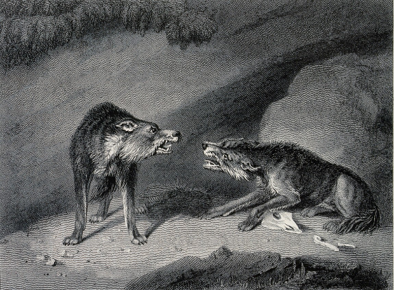 575x423 what alpha wolves are really like the art of manliness - Wolves Fighting Drawing