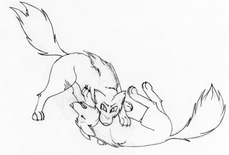 800x543 wolf fighting drawing - Wolves Fighting Drawing