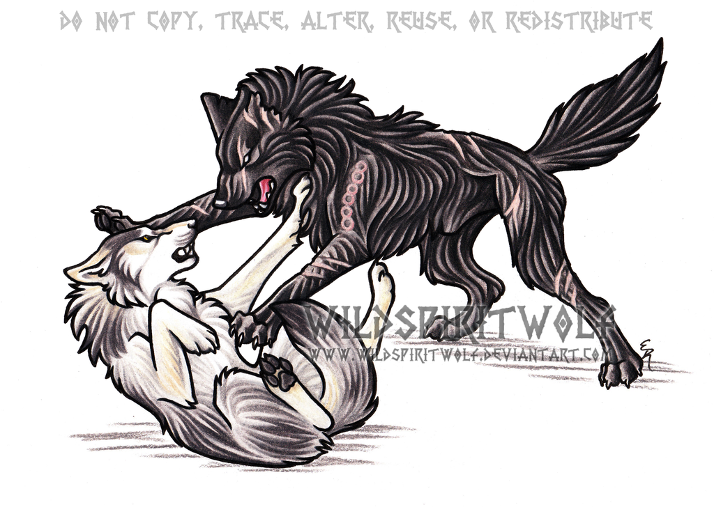 1024x728 wolf fighting drawing - Wolves Fighting Drawing