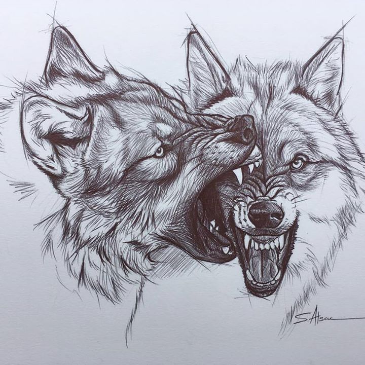 720x720 wolves fight - Wolves Fighting Drawing