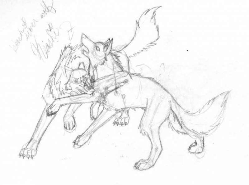 800x596 Fanart Wolf Howl - Wolves Fighting Drawing