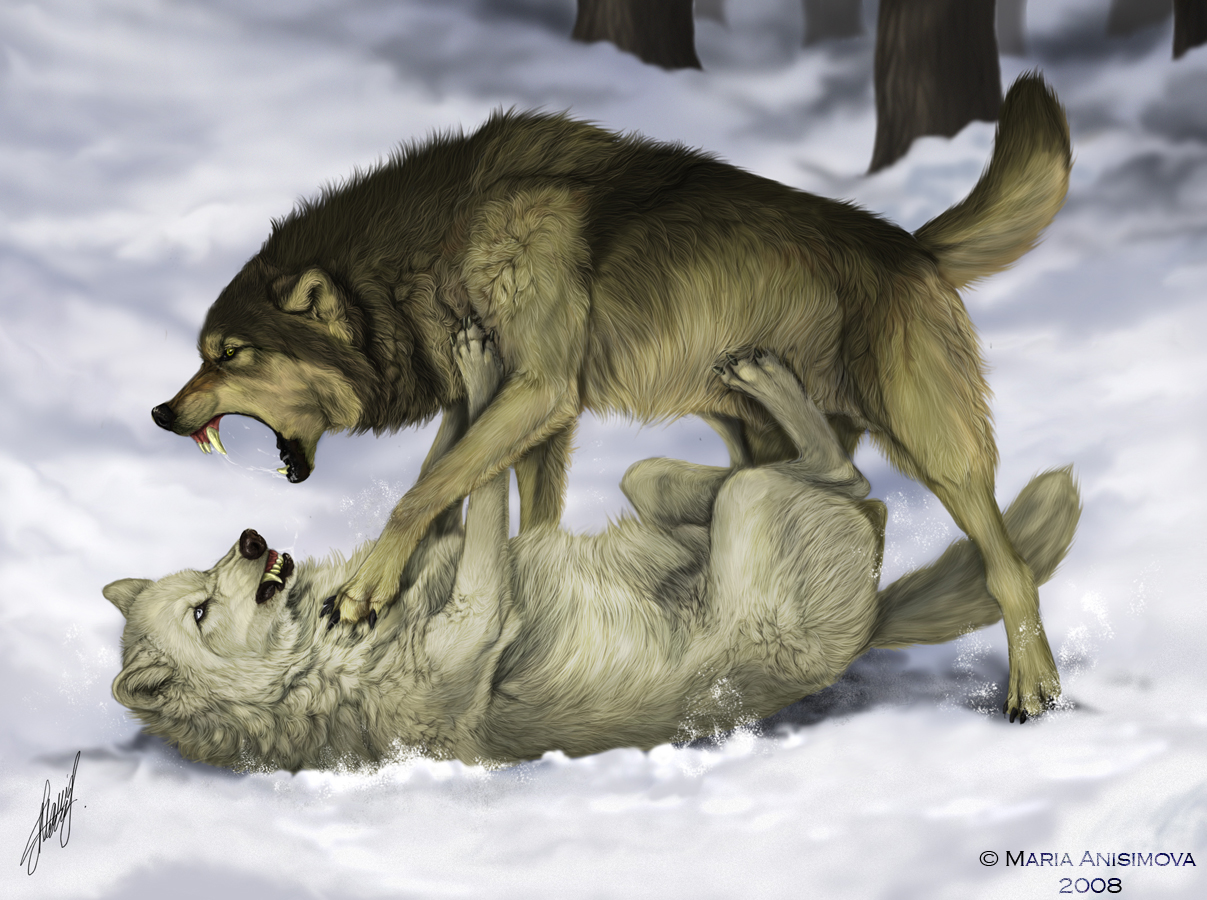 1207x900 Fight - Wolves Fighting Drawing