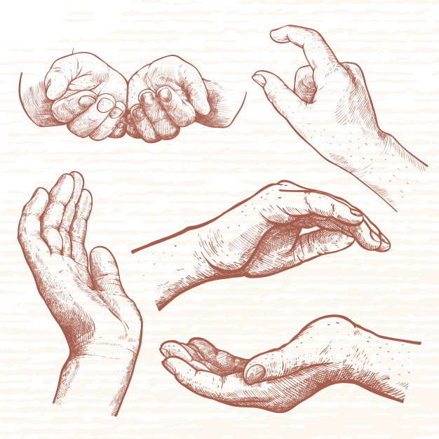 626x626 hand drawn diffrent poses of woman's hands hands that hold - Woman Hand Drawing