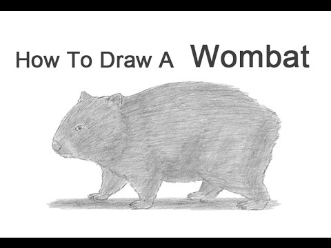 480x360 How To Draw A Wombat - Wombat Drawing