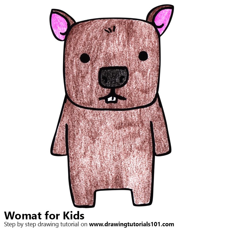 800x800 Learn How To Draw A Wombat For Kids - Wombat Drawing
