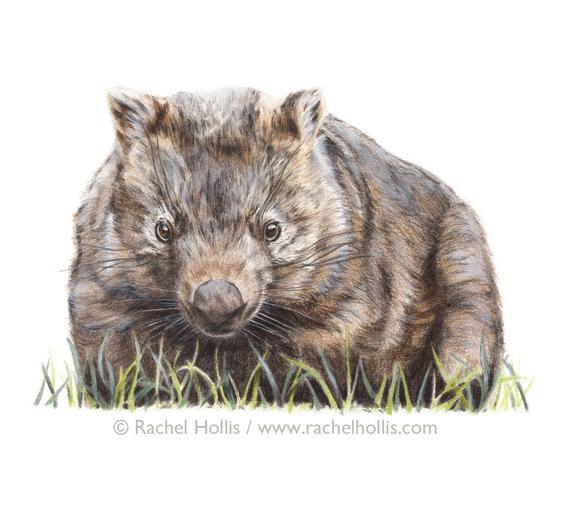 Wombat Drawing at Explore collection of Wombat Drawing