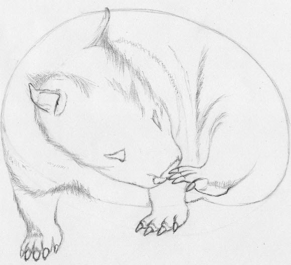 579x528 tutorial how to draw a realistic wombat pencil sessions - Wombat Drawing