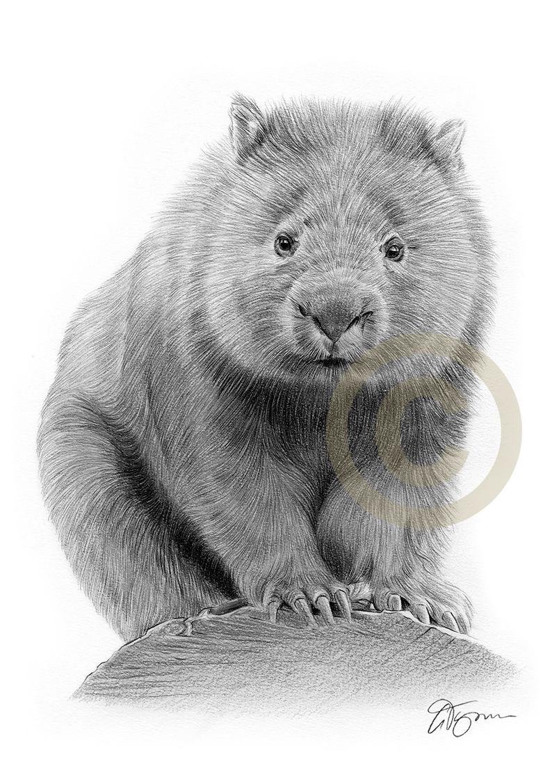 Wombat Drawing at Explore collection of Wombat Drawing