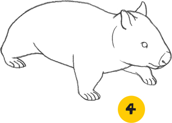 343x246 Wombat - Wombat Drawing