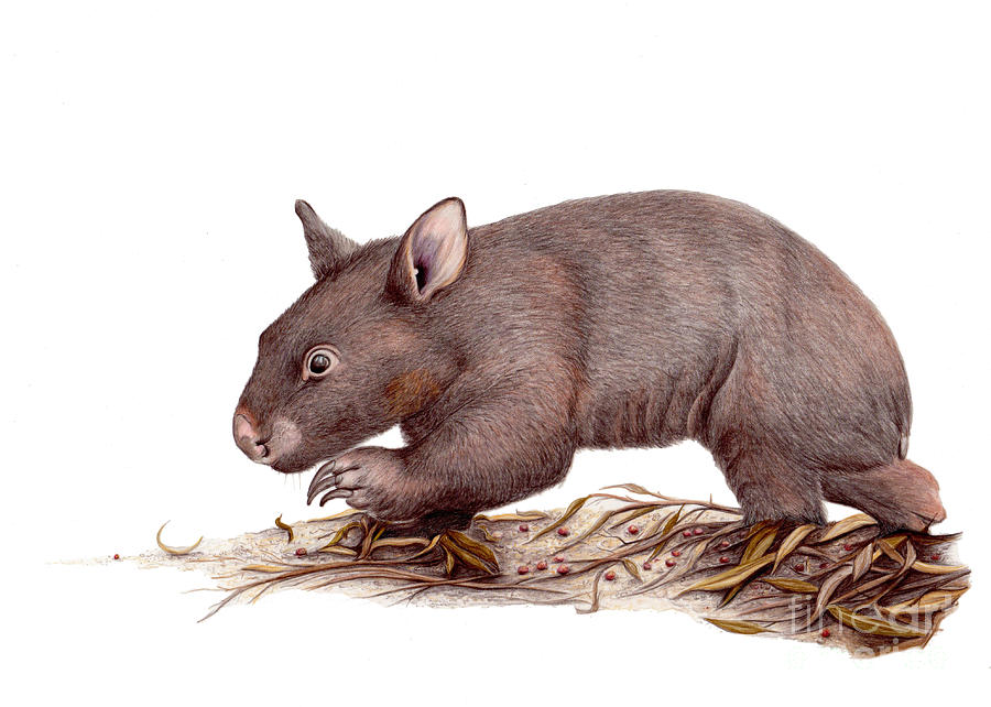 Wombat Drawing at PaintingValley.com | Explore collection of Wombat Drawing