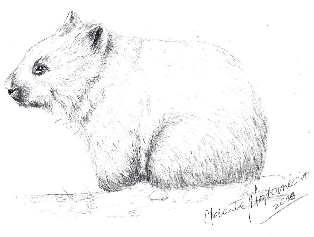 Wombat Drawing at PaintingValley.com | Explore collection of Wombat Drawing