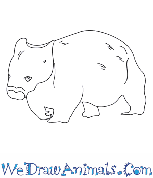 300x350 How To Draw A Northern Hairy Nosed Wombat - Wombat Drawing