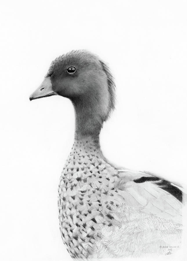 645x900 portrait of an australian wood duck drawing - Wood Duck Drawing