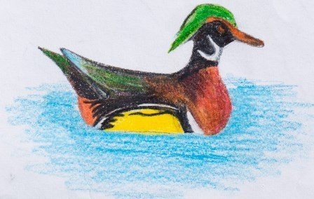 448x284 wood duck - Wood Duck Drawing