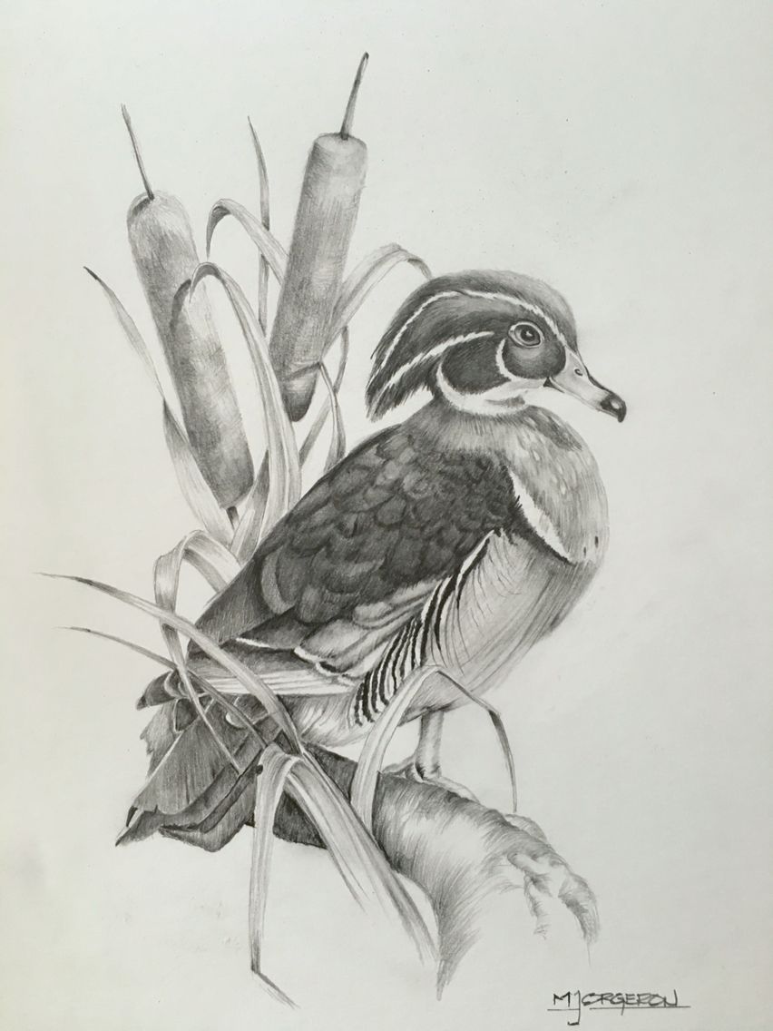 852x1136 wood duck woodburning hunting drawings, duck drawing, art - Wood Duck Drawing