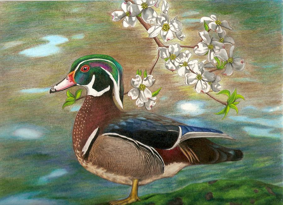 900x654 wood duck and dogwood drawing - Wood Duck Drawing