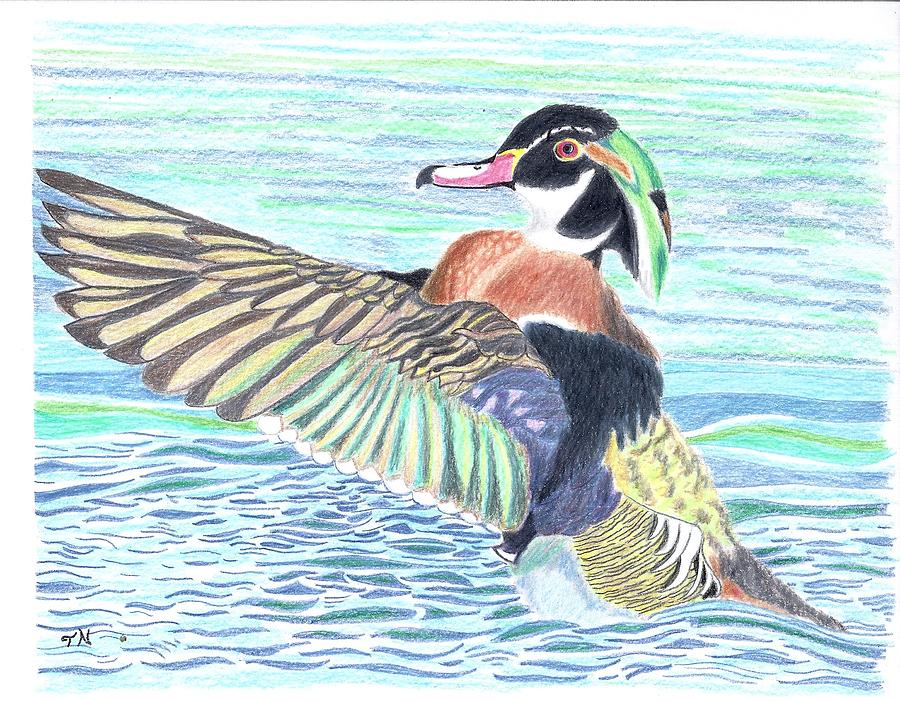 900x701 Wood Duck Drake Drawing - Wood Duck Drawing