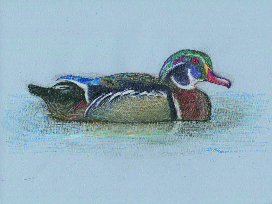 900x677 Wood Duck Drawing - Wood Duck Drawing