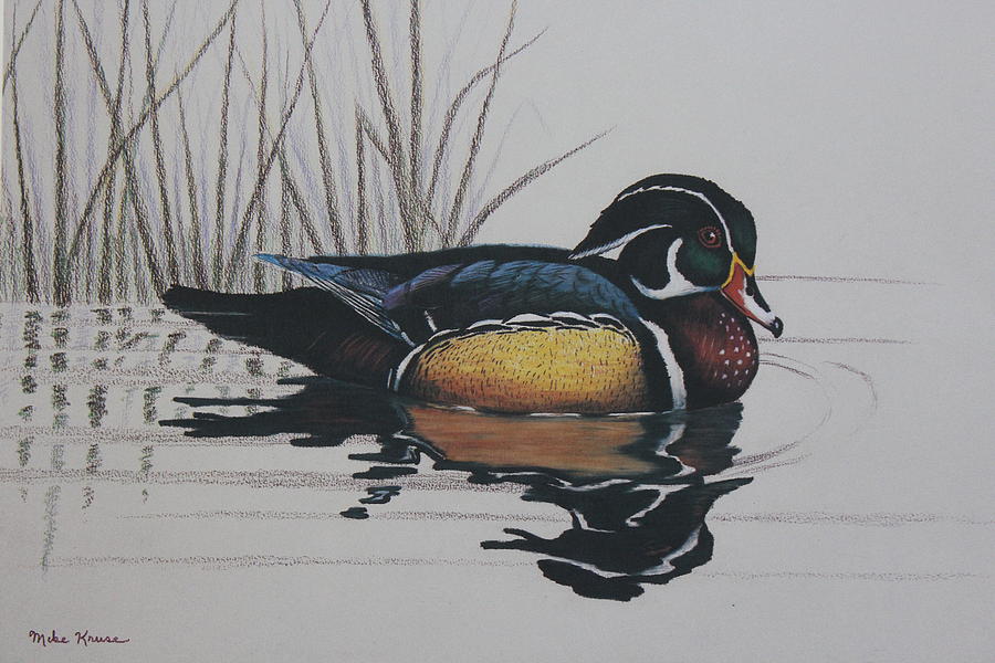 900x600 Wood Duck Drawing - Wood Duck Drawing