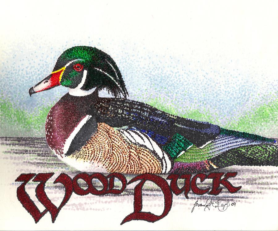 900x750 Wood Duck Drawing - Wood Duck Drawing