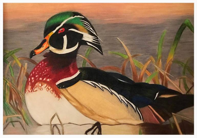 770x540 Wood Duck I Drawing - Wood Duck Drawing