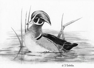300x219 Wood Duck In Pond Drawing - Wood Duck Drawing
