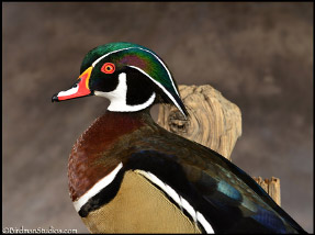 287x214 Wood Duck Pair Giveaway Drawing - Wood Duck Drawing