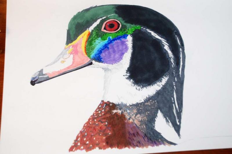 800x534 Wood Duck Portrait In Markers Step - Wood Duck Drawing