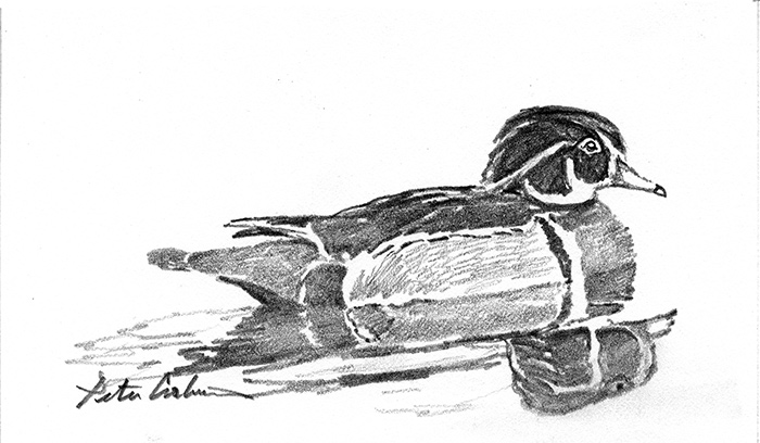 700x408 Wood Duck Reflection - Wood Duck Drawing