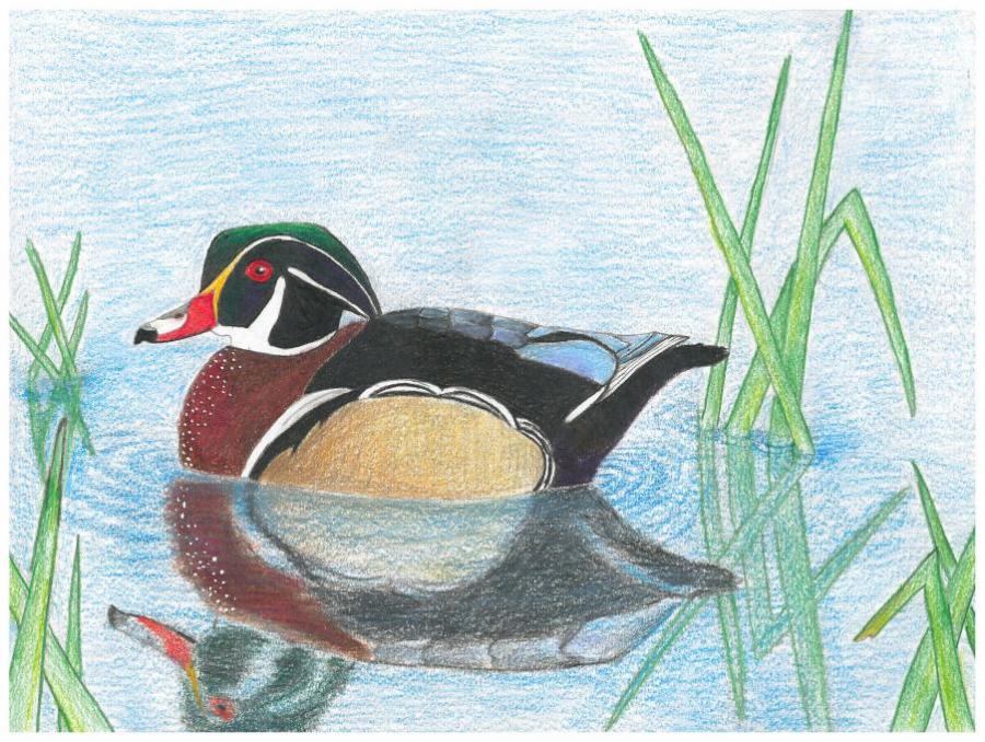 900x678 Wood Duck Nature Drawings Pictures Drawings Ideas For Kids - Wood Duck Drawing