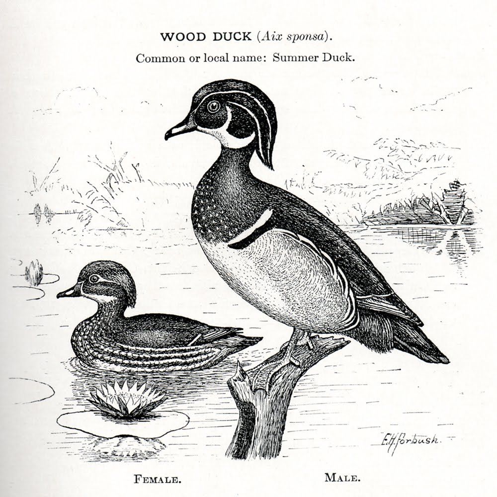 1000x1000 Wood Duck Black And White Drawing - Wood Duck Drawing