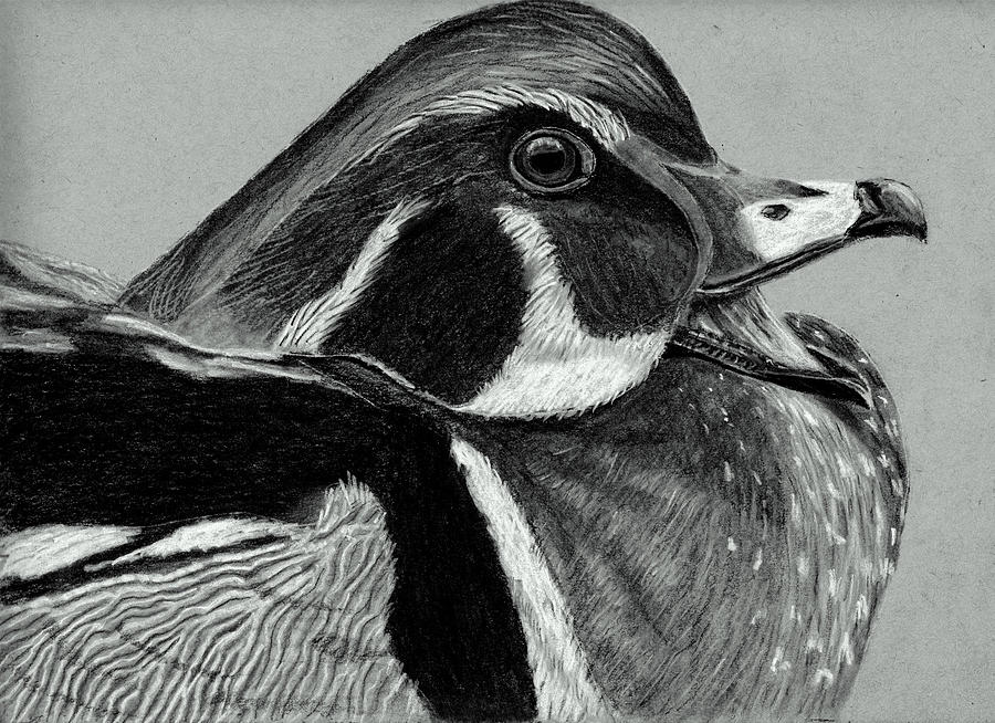 900x654 charcoal wood duck drawing - Wood Duck Drawing