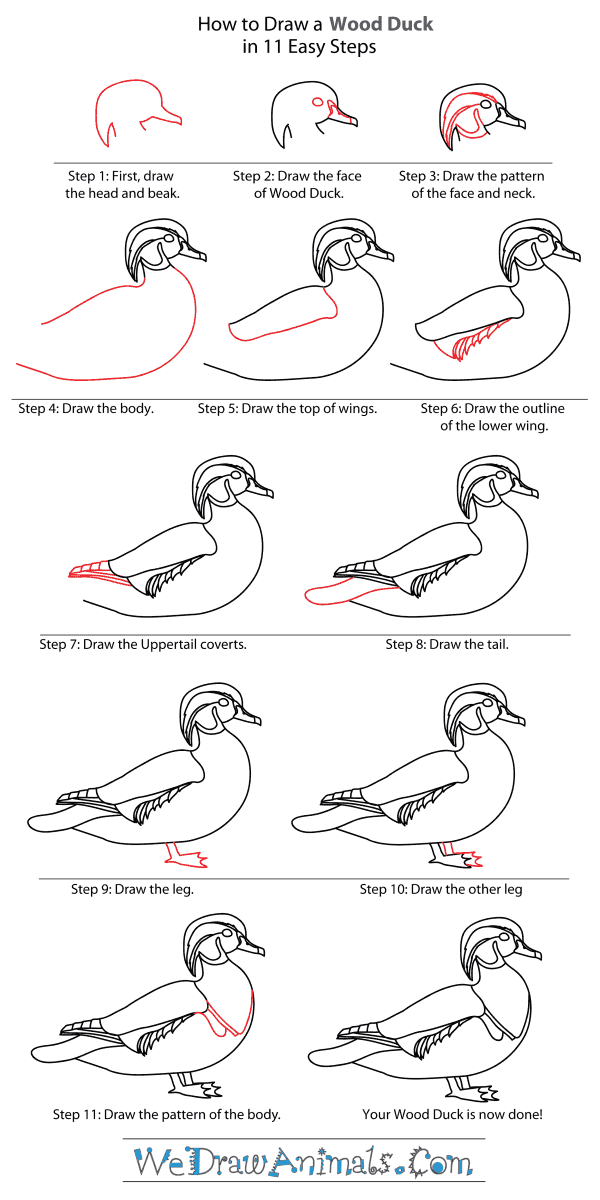 600x1200 how to draw a wood duck - Wood Duck Drawing