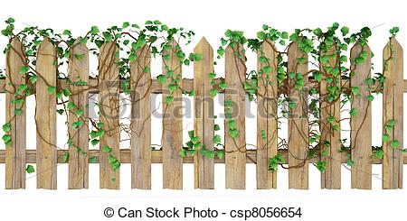 450x245 Wooden Fence Overgrown With Ivy Isolated On White - Wood Fence Drawing