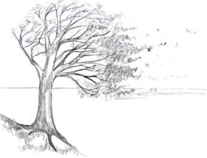300x229 How To Draw A Tree - Wood Line Drawing