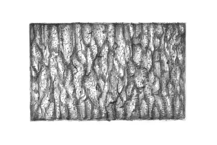 850x567 How To Draw A Tree - Wood Pattern Drawing