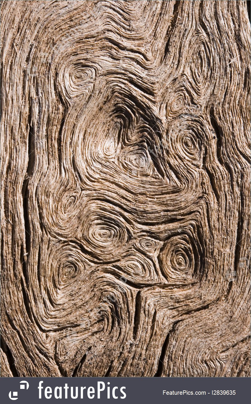 866x1392 image of circular wood grain - Wood Texture Drawing