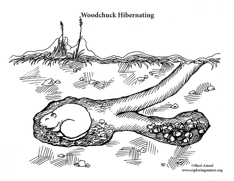792x612 woodchuck hibernating coloring nature - Woodchuck Drawing
