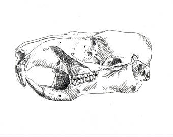 340x270 woodchuck drawing etsy - Woodchuck Drawing