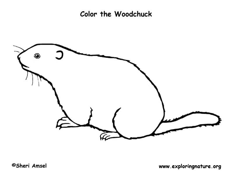 792x612 woodchuck coloring nature - Woodchuck Drawing