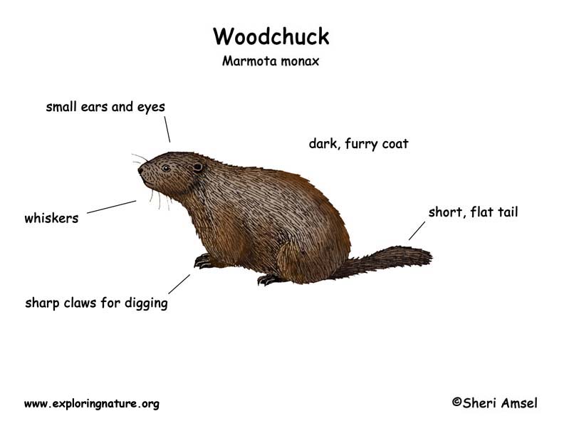 Woodchuck перевод. Woodchuck Chuck Wood. Скороговорка Woodchuck Chuck. How much Wood would a Woodchuck Chuck. How much Wood would a Woodchuck Chuck скороговорка.