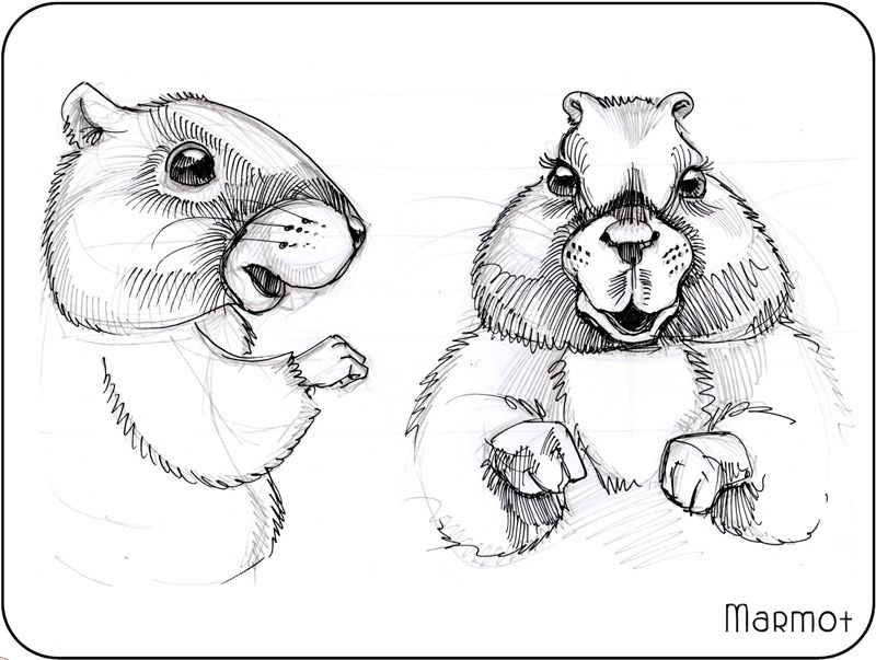 800x603 cute marmot groundhog art - Woodchuck Drawing