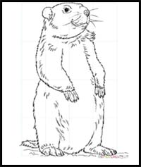 200x237 how to draw cartoon groundhogs realistic groundhogs drawing - Woodchuck Drawing