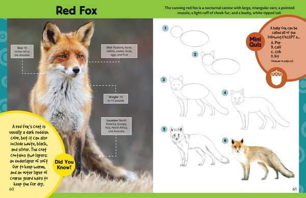 600x388 learn to draw forest animals step - Woodland Animal Drawings