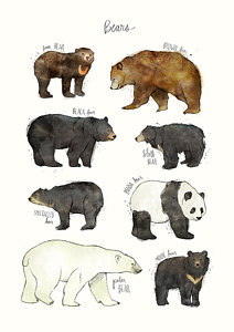 212x300 woodland animals drawings fine art america - Woodland Animal Drawings