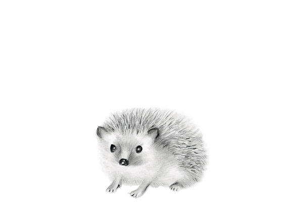 570x440 sketches of baby animals - Woodland Animal Drawings