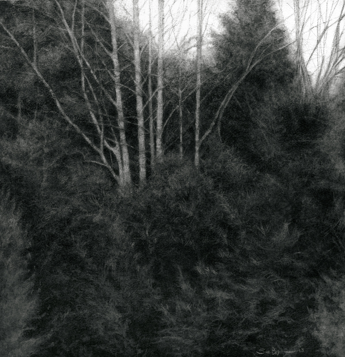 1200x1241 woodland - Woodland Drawing