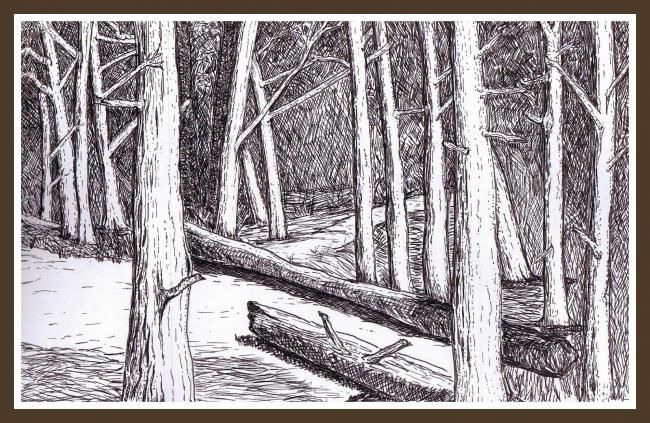 650x423 woodland drawing - Woodland Drawing