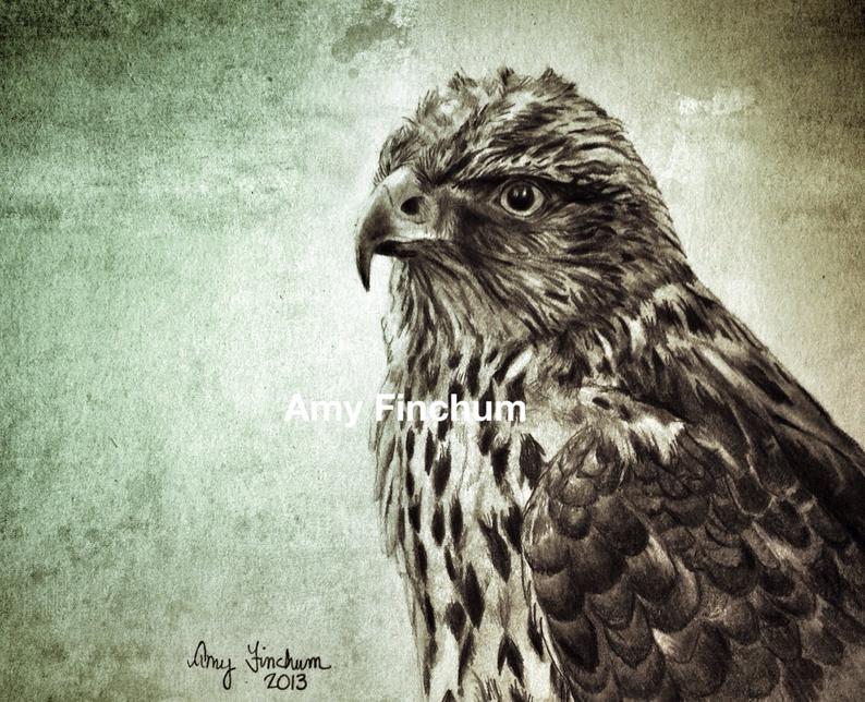 794x644 hawk print pencil drawing hawk black and white hawk bird etsy - Woodland Drawing